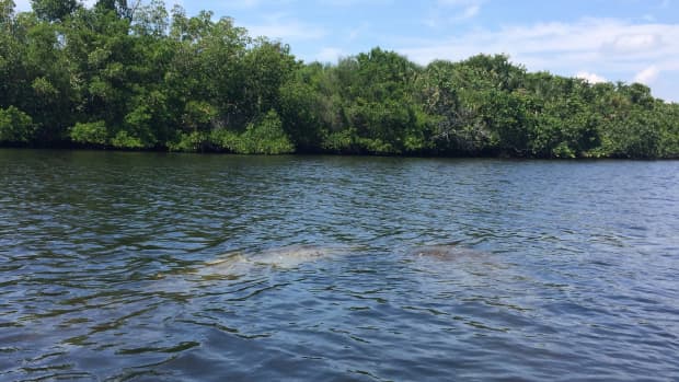 floridas-curious-sea-cows-a-nonet-poem-of-a-manatee-sighting