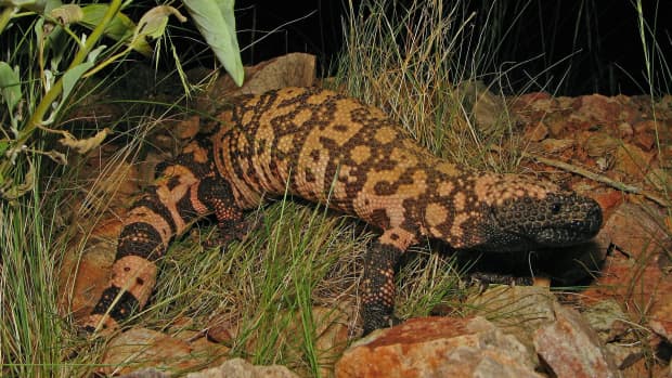 everything-you-need-to-know-about-gila-monster