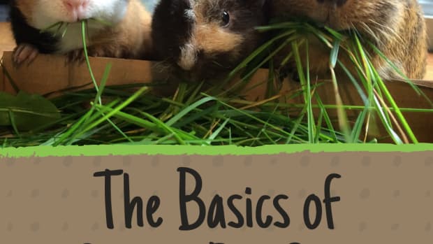 everything-you-need-to-care-for-a-guinea-pig-a-new-owners-guide