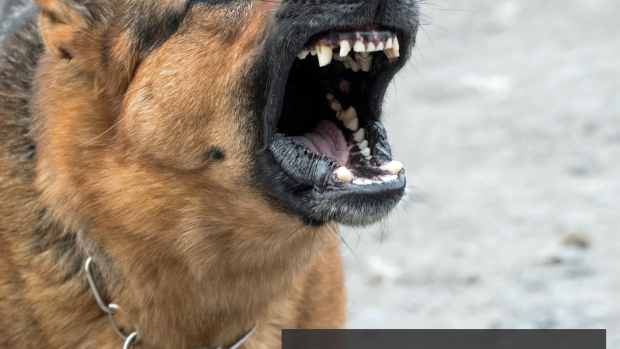 what medical conditions can cause a dog to be aggressive