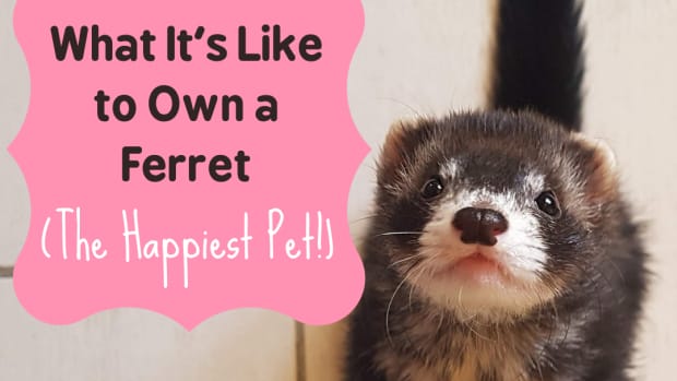 ferrets-the-happiest-pet