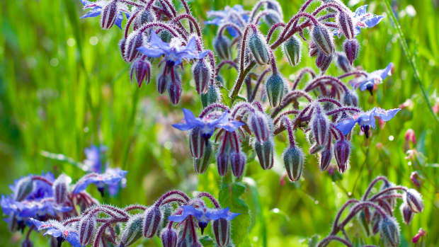 health-benefits-and-other-uses-for-borage