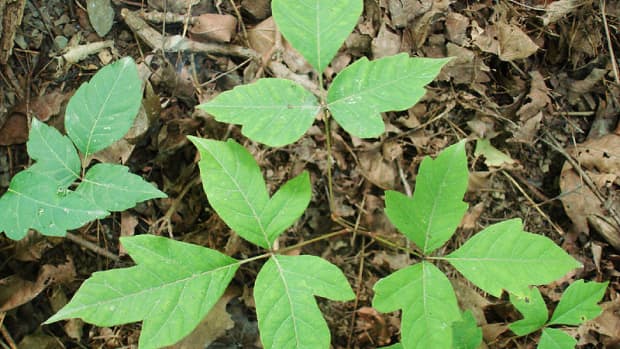 is-poison-ivy-contagious
