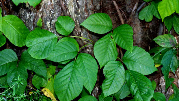 how-to-get-rid-of-poison-ivy-and-poison-oak
