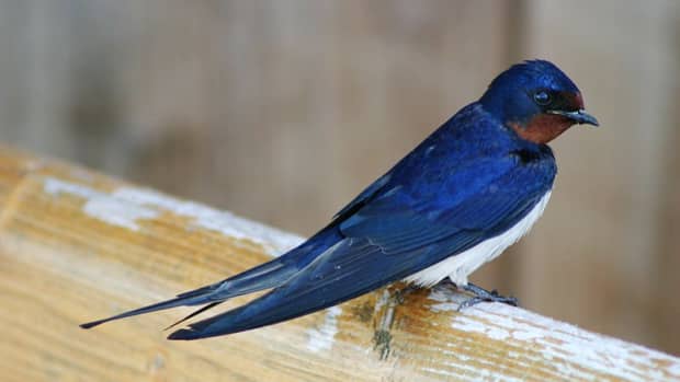 Many sailor tattoos were modeled after the blue Barn Swallow