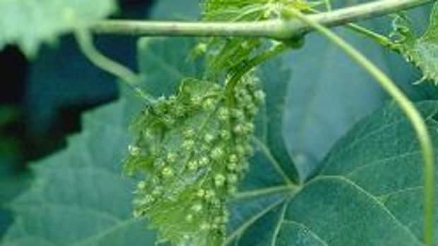 "Galls" on phylloxera infected grape leaves