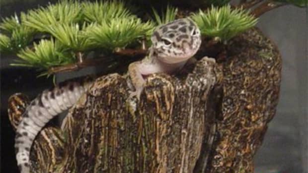 natural-habitat-of-the-leopard-gecko