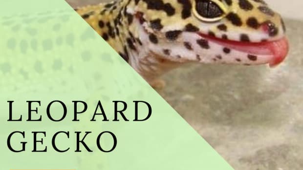 set-up-a-leopard-gecko-enclosure