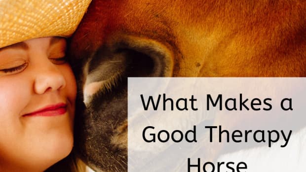 would-your-horse-make-a-good-therapy-horse