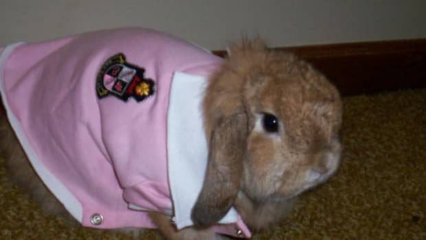 bunny-care-guide-can-bunnies-wear-clothes