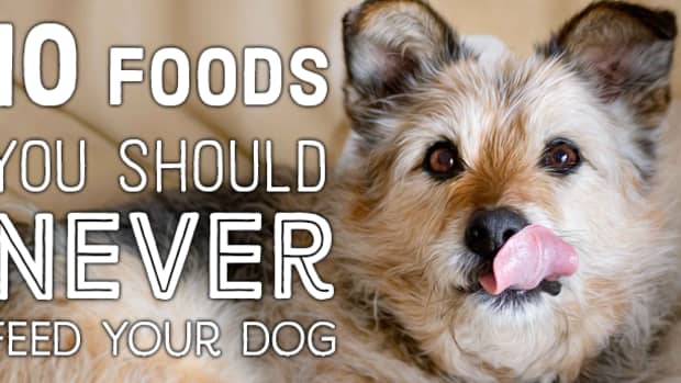 10-things-not-to-feed-your-dog-for-good-dog-health