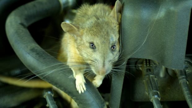 mice-in-your-motor