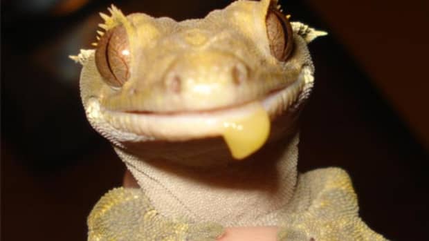 homemade-crested-gecko-diet