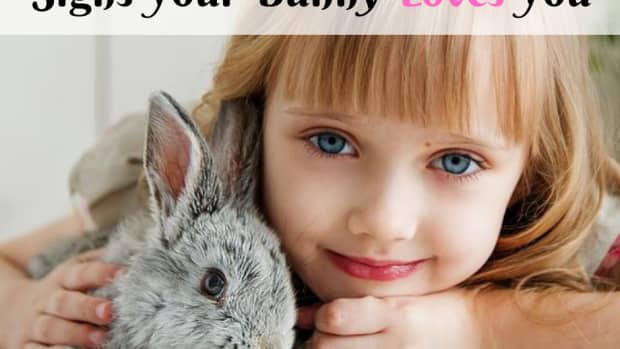 bunny-love-how-to-tell-if-your-bunny-loves-you