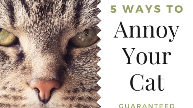 5-ways-to-effectively-annoy-your-cat
