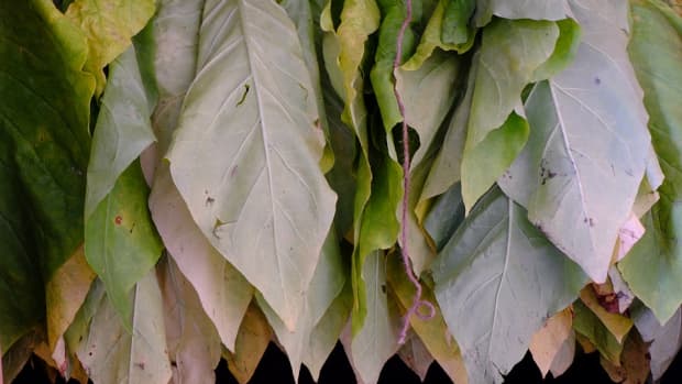 tobacco-growing-and-curing-at-home