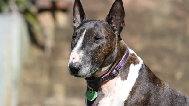 what-can-i-expect-from-my-rescue-bull-terrier