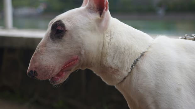 how-to-care-for-your-deaf-bull-terrier