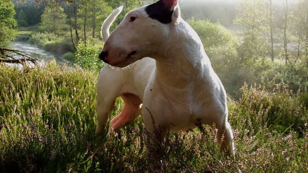 bull-terrier-show-craft-good-head-points