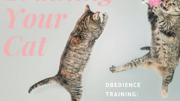 cat-obedience-training