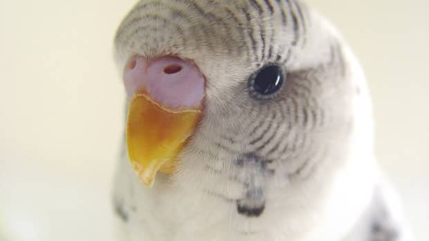 teaching-a-parakeet-to-speak