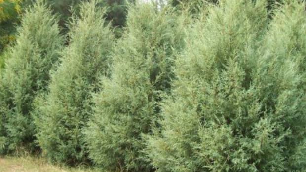 fast-growing-evergreens-for-quick-privacy