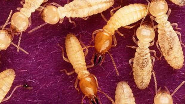 termites-naphthalene