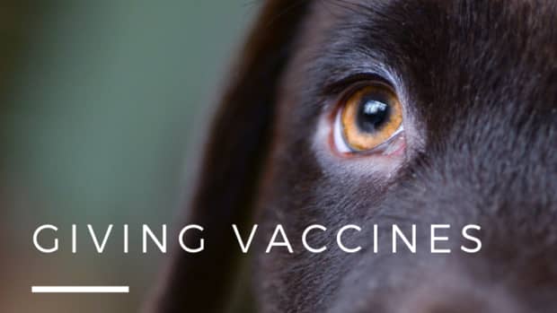 how-to-vaccinate-a-puppy