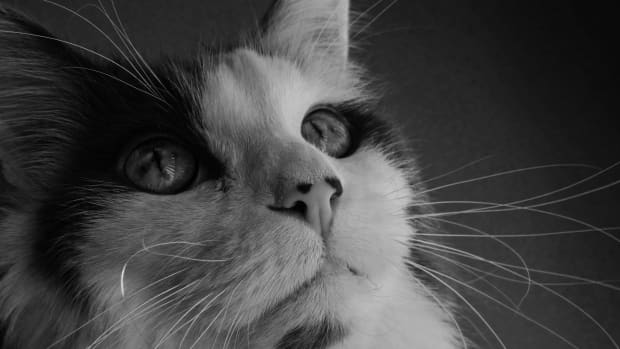 cancer-in-cats-what-you-should-know-about-feline-cancer