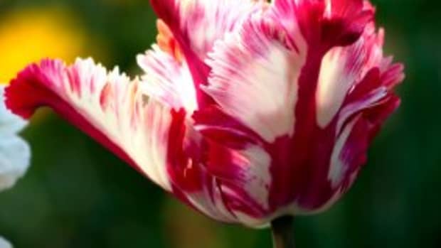 Ruffled Tulip