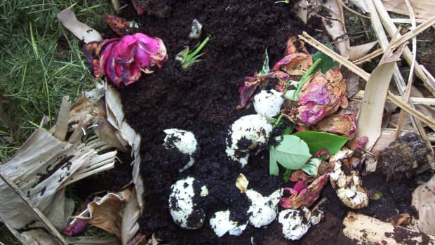 Compost - yard waste, egg shells, and roses - kind of pretty, isn't it? (photo by Dolores Monet)