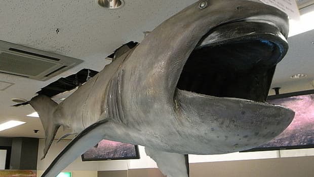 megamouth-shark-facts-suggest-monster-sharks-may-exist