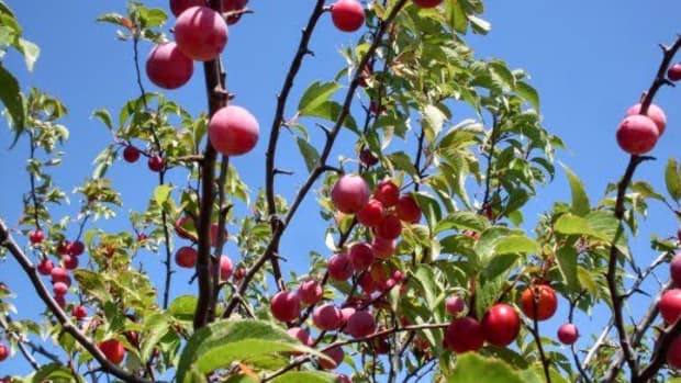 wild-plums-recipes-and-ideas