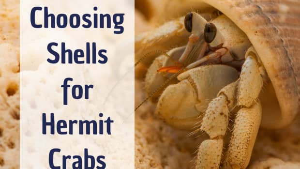 how-to-choose-hermit-crab-shells