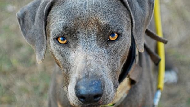 The intense stare of a Blue Lacy before turning out for a hunt. Photo by Julie Neumann, all rights reserved.