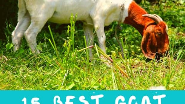 best-meat-goat-breeds