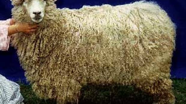 Leicester Longwool. Source: http://www.ansi.okstate.edu/breeds/sheep/leicesterlongwool/index.htm
