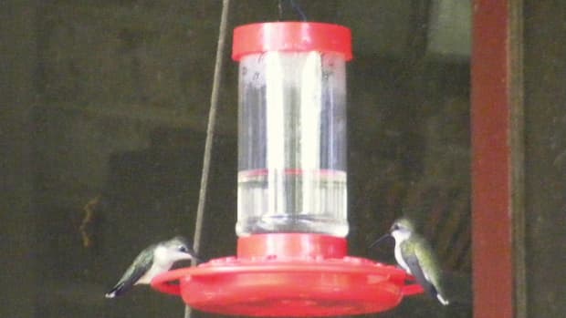 Hummingbirds on feeder