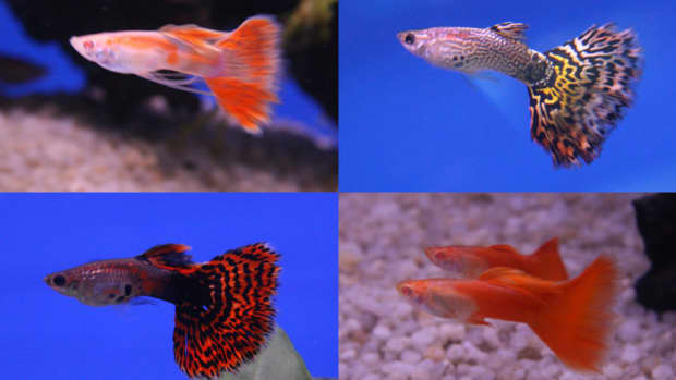 freshwater-aquarium-fish-breeding-how-to-set-up-a-spawning-tank