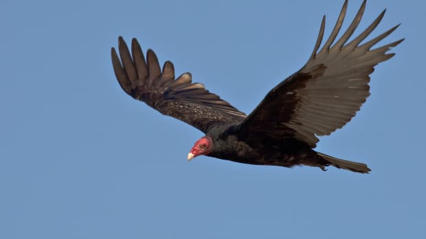 birds-of-prey-the-turkey-vulture