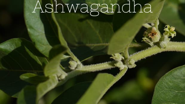 ashwagandha-withania-somnifera-and-its-health-benefits