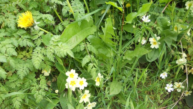 common-wild-flowers-to-find-in-the-dorset-countryside