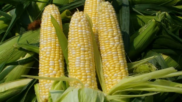 how-to-put-up-fresh-corn-in-your-freezer