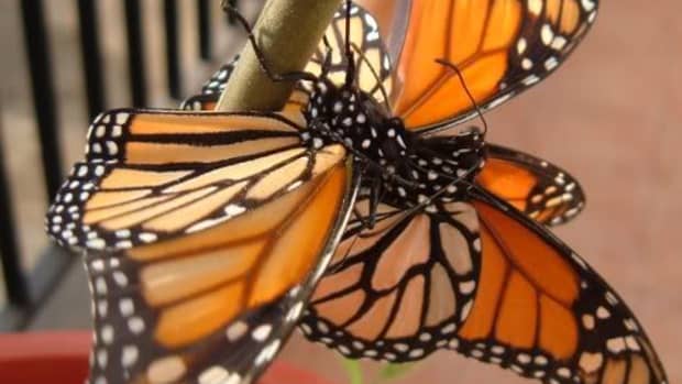 Homosexual male Monarch butterfly behaviour