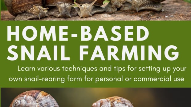 home-based-snail-farming