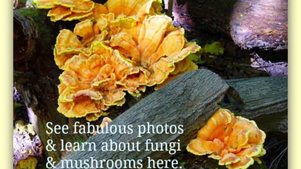 Pictures-Mushroom-fungi wild-ons