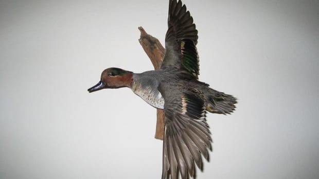 duck-hunting-texas-public-lands-faqs