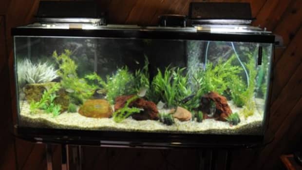 how-to-maintain-your-tropical-fish-aquarium-for-healthier-fish