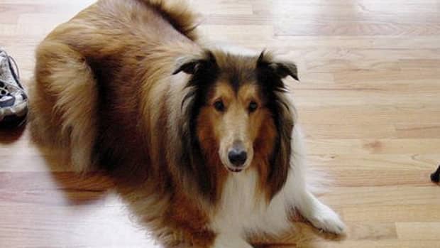狗在家里可能意味着受损,划伤地板。最好的解决方案是什么地板当你有狗吗?