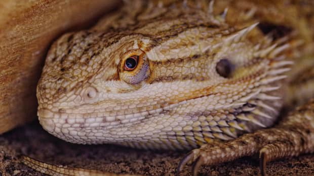 how-to-use-ceramic-heat-emitters-for-reptiles